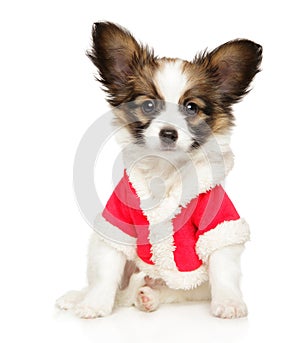 Continental Toy Spaniel puppy in Christmas clothes