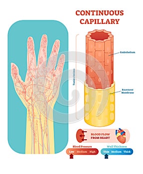 Continuous capillary anatomical vector illustration cross section. Circulatory system blood vessel diagram scheme. photo