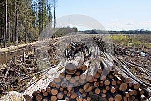 Continuous cutting of the forest area