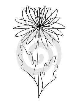 Continuous line chrysanthemum floral drawing, Asteraceae family November birthflower