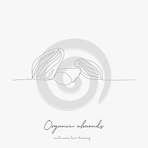 Continuous line drawing. organic almonds. simple vector illustration. organic almonds concept hand drawing sketch line