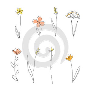 Continuous Line Drawing Set Of Wild Meadow Plants. Honey Flowers Isolated on White Background, One Line Illustration