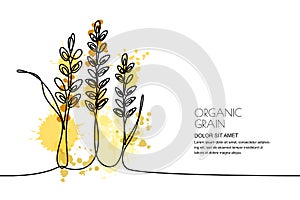 Continuous line drawing. Vector watercolor wheat, rice ears and grains. Design for cereal products, bakery.