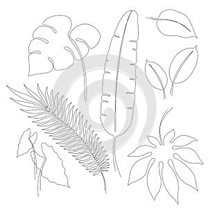 Continuous line drawings of various tropical leaves