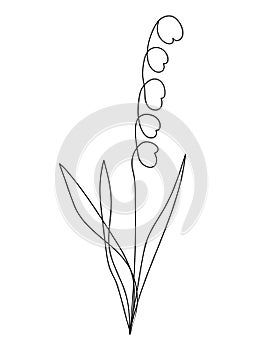 Continuous line lily of the valley flower vector Convallaria Majalis  Asparagaceae