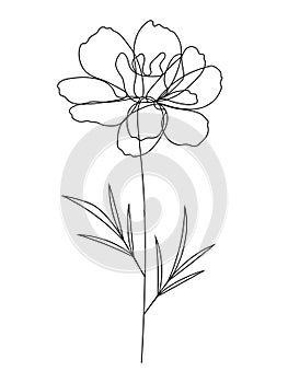 Continuous line marigold floral drawing Tagetes Daisy family photo