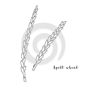 Continuous line spelt wheat, grain crop. Vector line art. Perfect for logo, packaging design, icon