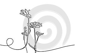 Continuous one line drawing of beautiful wild flowers chamomile motion design. Single line art animation of meadow flowers daisy