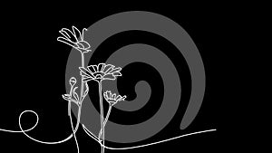 Continuous one line drawing of beautiful wild flowers chamomile motion design. Single line art animation of meadow flowers daisy