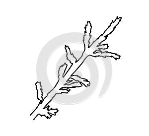 Continuous one line drawing of christmas tree branch. New year concept, holiday decoration silhouette for card and