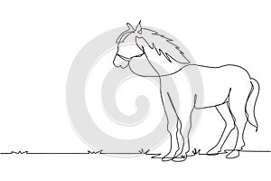 Continuous one line drawing horse standing still not moving watching. Strong character. Equestrian ranch field. Horse racing