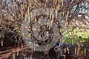 Contorted Filbert Tree