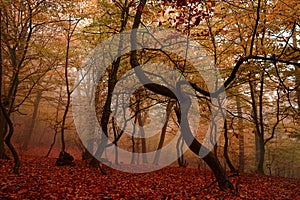 Contorted tree in the Hoia Forest