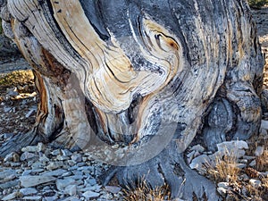 Contorted truck of bristlecone pine tree