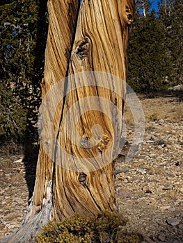 Contorted truck of bristlecone pine tree