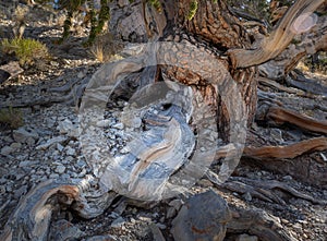 Contorted truck of bristlecone pine tree