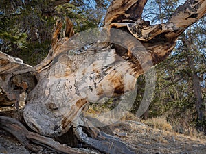 Contorted truck of bristlecone pine tree