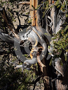 Contorted truck of bristlecone pine tree