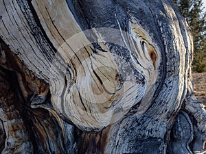 Contorted truck of bristlecone pine tree