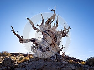 Contorted truck of bristlecone pine tree