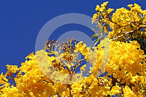 Contorted Willow flowers