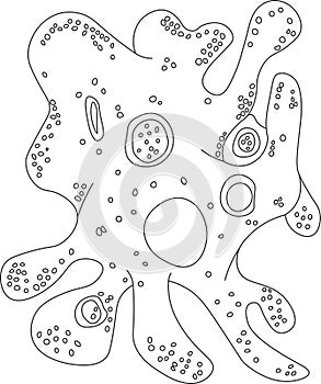 Contour amoeba proteus protozoan isolated white background