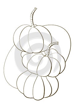 contour black line sketch elements for design graphics image of vegetables natural style icon three pumpkins with backdrop autumn