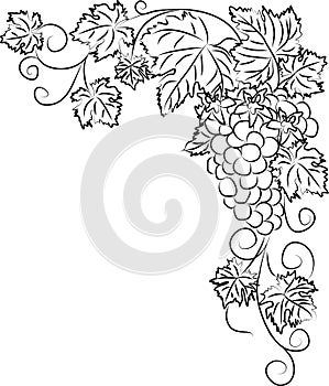 Contour black and white drawing of a vine with a bunch of grapes and flowers. Linear grapevine vector illustration isolated on
