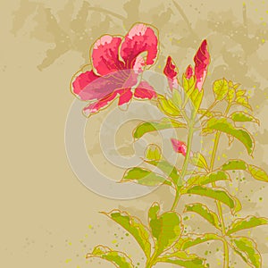 Allamanda flower on toned background photo