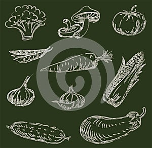 Contour drawings of watercolor brush of various vegetables