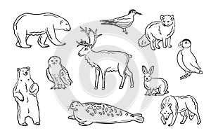 Contour hand drawn arctic animals and birds set