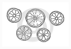 Contour illustration of citrus fruit slices in doodles.