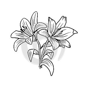 Contour of lily flowers isolated on a white background