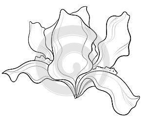 contour line illustration design element stylish graphic botany floristry garden flower iris bloom close up for label postcard