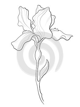 contour line illustration design element stylish graphic botany floristry garden flower iris on stem bloom close up for label