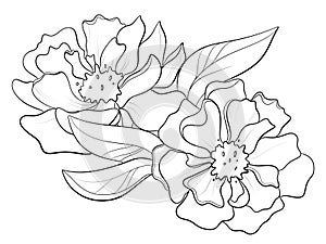 contour line illustration design element stylish graphic botany garden flower peony bloom closeup with leaves for label logo print