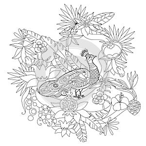 Contour linear illustration for coloring book with paradise bird in flowers. Tropic peacock,  anti stress picture. Line art design