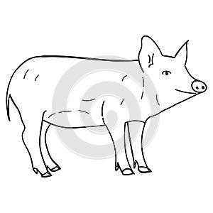 Contour pig in doodle style