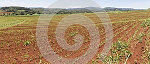 Contour planed sugar cane. Atherton Tableland, Far North Queensland. photo