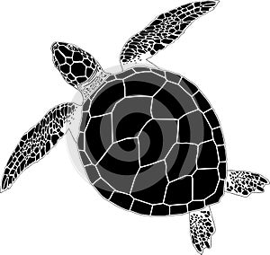 contour of a sea turtle on the isolated white background