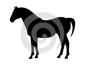 Contour silhouette of a Horse. Isolated on white background