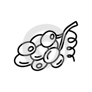 Contour small bunch of grapes with mustache. Cartoon isolated icon on white background. Hand drawn vector image. Outline doodle