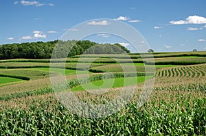 Contour Strip Farming photo