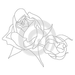 Contour of two unblown rosebuds. Beautiful rose