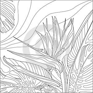 Contour vector illustration of strelitzia and tropical plants. Best for coloring book.