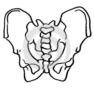 Contour vector outline drawing of human pelvis bones.