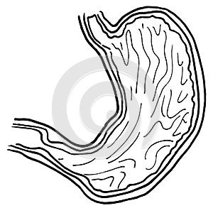 Contour vector outline drawing of human stomach organ photo