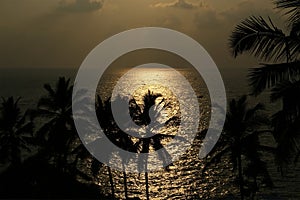 Contours of the coconut palms at sunset and ocean, Kerala, South India