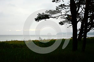 Contours of pine trees on the northern shore of the sea. The sky is cloudy on the horizon