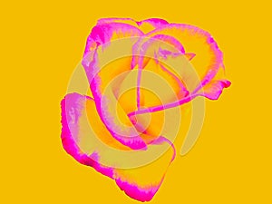 Contours of a rose with yellow background